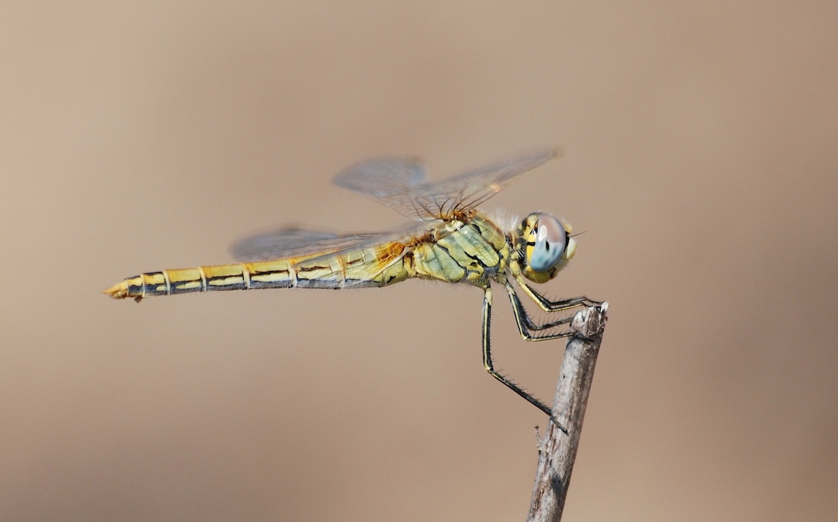 Identificazione 3 - Sympetrum fonscolombii